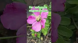 🦋🪴🪲Флора и фауна #продажацветов #цветыпочтой #цветоквгоршке #plants #цветыдлядома #домашниерастения