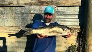 State Record Mullet Fish Bowfishing BAA Record Submission!