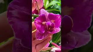 Phalaenopsis Pirate Picotee Red ‘peloric’ Фаленопсис Пират Пикоти Красный ‘пелорик-бабочка’