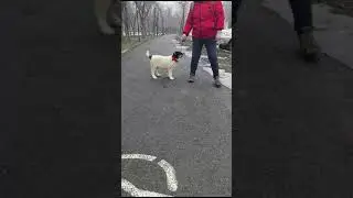 Вот такой красавец щенок.Тайпан 2 месяца 7 дней.Мощный , красивый породный перспективный.