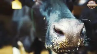 Наши фермеры по молочной продукции