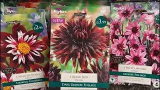 ГЕОРГИНЫ Интересные и Редкие Сорта на Весну 2023 Dahlia Varieties London Garden Centre