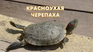 Красноухая черепаха (Trachemys scripta) - описание, кормление, содержание