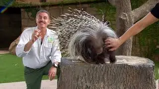 Zoocademy - Porcupines - Zoo Miami