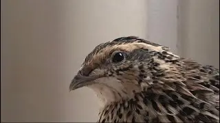 Cute, funny Quails 🥚🐥