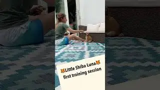Shiba Inu dog 🦊 first puppy training 🦊 Порода Сиба ину щенок первая тренировка собаки