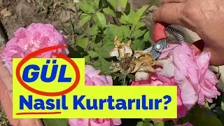 Easy Way to Bring Your Sun‑Parched Rose Back to Life This Summer!