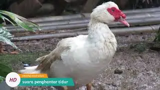 foto alam estetik,foto alam pedesaan  