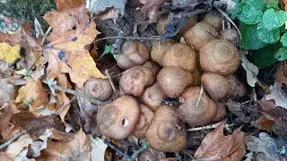 PROFI did not allow other mushroom pickers to pick mushrooms near the hostess 😉 A full basket of ...