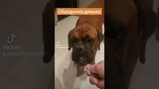 Обалдєнна динька.