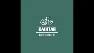 Пересадка Замиокулькас Зензи