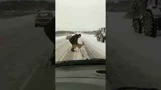 Tractor driver saved a roe deer on the track. #shorts
