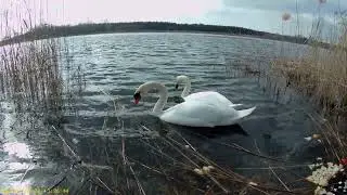 22.02.2022г. г.Северодонецк. Лебеди на Чистом озере.