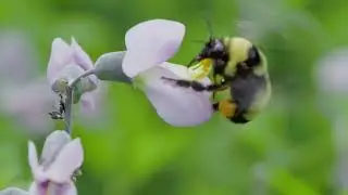 ASHENEWS | World Bee Day | 2026