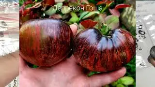 Сроки посева перца и Гномов Томатных.Сорта  Гномов ,которые я выбрала для посева.
