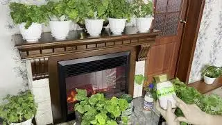 Королевская пеларгония: секреты выращивания