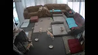 Enjoy Lovely Movements of Your Dogs with Luowice Security Camera