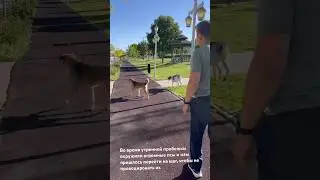 Нас окружили бродячие псы , когда мы бегали #собаки #бег#runanddogs