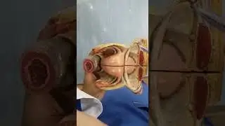 female palvic organs model | female reproductive organs model 2