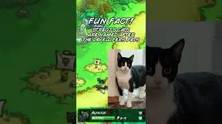 Stregi's cats fun fact 🐈