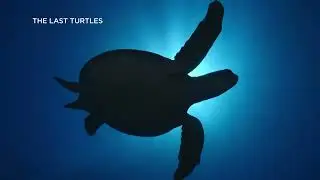Brand New Special Premiere Monday 23 May 2022 at 8pm (SGT) For World Turtle Day: The Last Turtles E1
