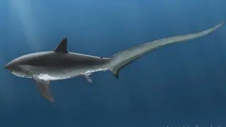 Alopias Latidens / Tiburón Zorro Antiguo / PaleoPedias 🇯🇵🇧🇪🇺🇲
