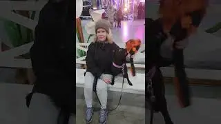 Staffie и СевКабель Порт