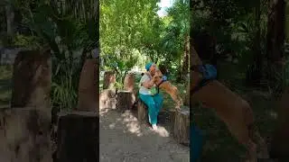 Красота Бамбуковая! Абхазия, Сухумский ботанический сад. 5 августа 2024.