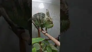 Злой хамелеон прикол
