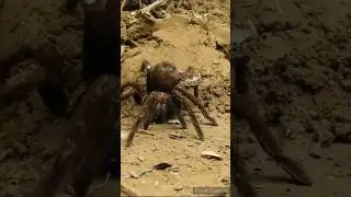Las arañas se regeneran #viral #curiosidades #education #animals #shorts