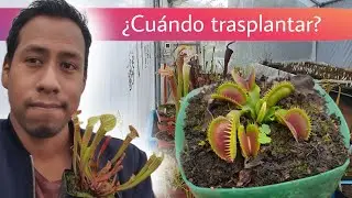 ¿Cuándo y cómo trasplantar una Planta Carnívora?