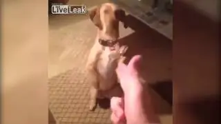 Собака достойна Оскара. РЖАЧ!!!
