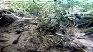 Rana temporaria tadpoles underwater