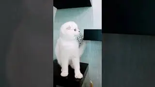 #Шотландскаявислоухая #котята #питомникSilverDew