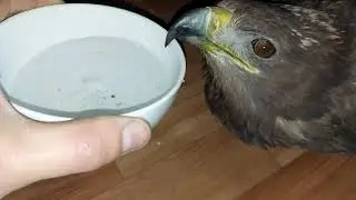 Встреча с горным орлом