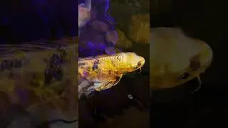 #fish #нарыбалке