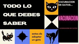 VACUNACION EN GATOS 🐈🐈