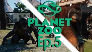 The Bonobos Have Escaped! | Planet Zoo Ep.5