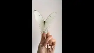 Белая Морфо