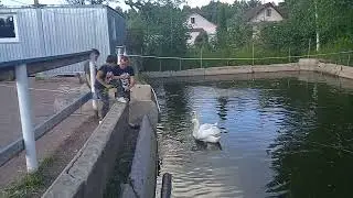 Лебеди