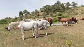 Caballos y vacas en libertad en la fuente - Horses and cows in freedom gathered at the fountain