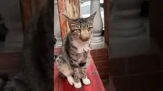 Укусила пчела
