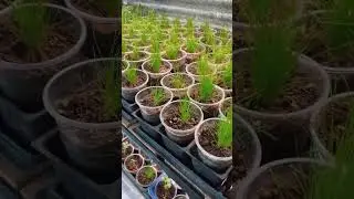 Lavender from seeds, I succeeded. 