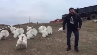 Реакция индюков на 