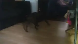 dog 6 walk