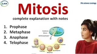 Mitosis || stages of mitosis || full explanation with notes