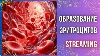 Эритропоэз. Образование и цикл эритроцитов. Возможные причины анемий.