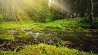 Mind releax healing music in the forest☁Resting music,morning meditationmusic,pianomusic-"In forest"