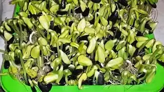 Проростки подсолнечника