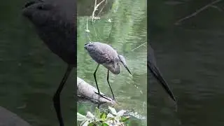 Great Blue Heron Feeding in Central Park #newyork #centralpark #birds #wildlife